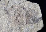 Carya serrifolia (GOEPPERT) - Bild © FossNet FossilienStore